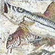 Garum o Liquamen?